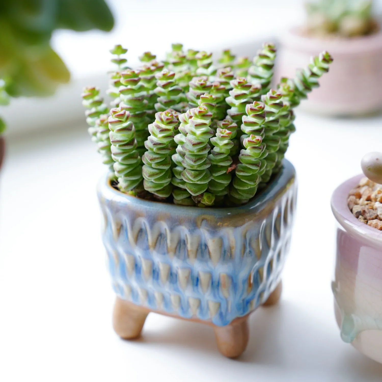 Crassula 'Baby Necklace'