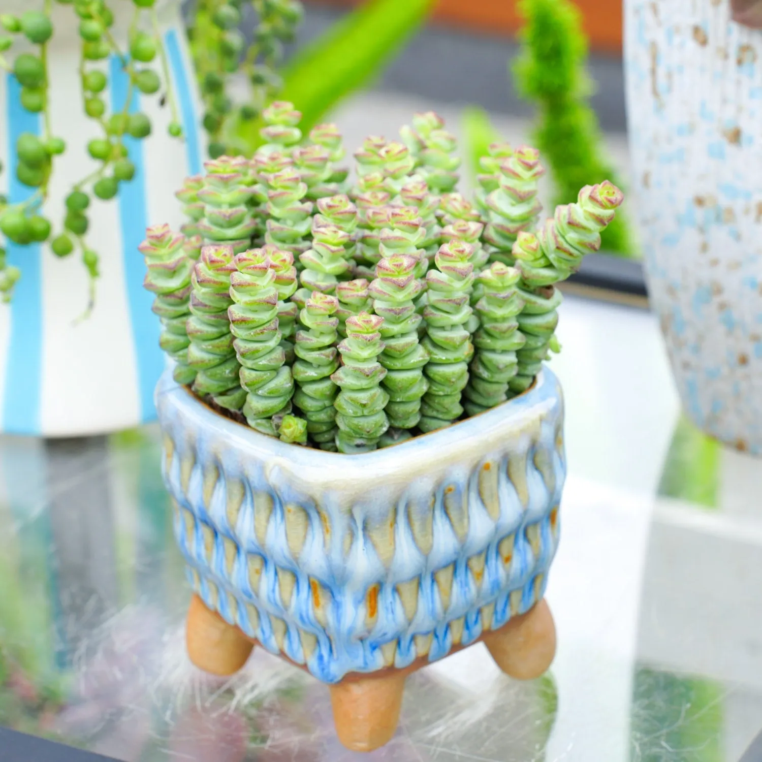 Crassula 'Baby Necklace'