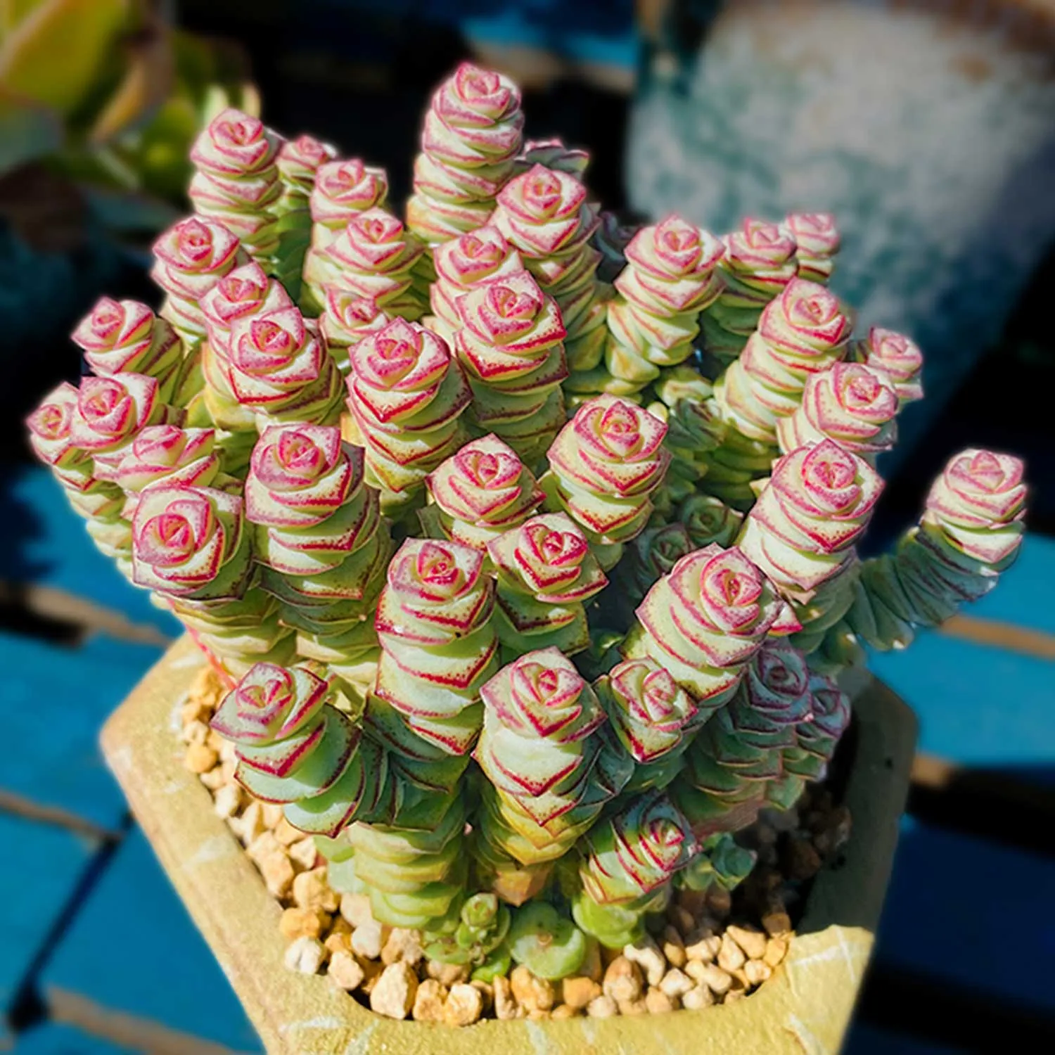 Crassula 'Baby Necklace'